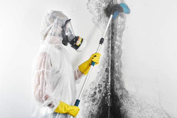 Best Mold-Related Health Consultation  in Middlefield, OH